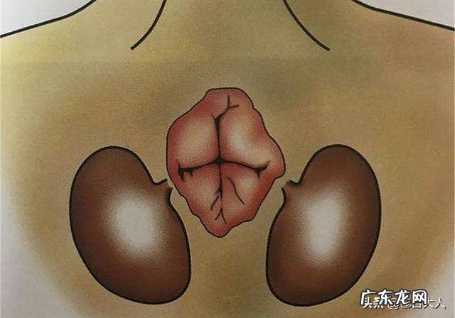 你们的猫都是怎么养的?