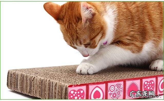 你们的猫都是怎么养的?