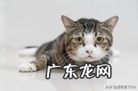 你们的猫都是怎么养的?