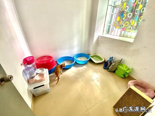 你们的猫都是怎么养的?