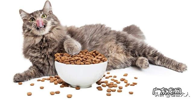 你们的猫都是怎么养的?