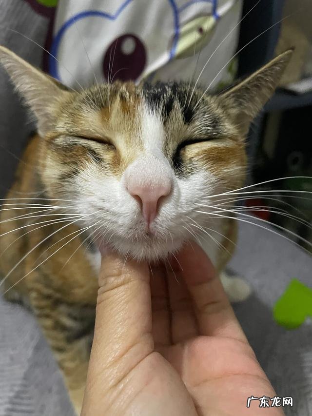 你们的猫都是怎么养的?