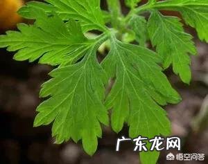 野生艾草和种植艾草有啥区别?