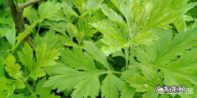 野生艾草和种植艾草有啥区别?
