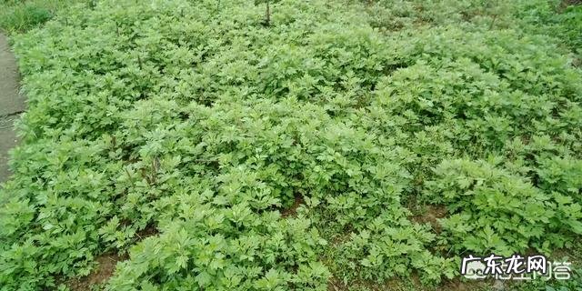 野生艾草和种植艾草有啥区别?