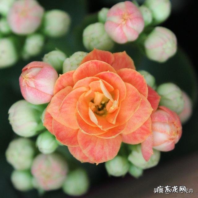 长寿花有毒吗,重瓣长寿花真能致癌吗?