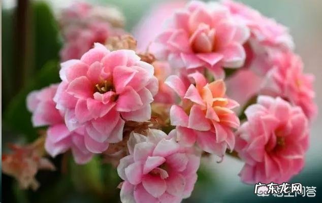 长寿花有毒吗,重瓣长寿花真能致癌吗?