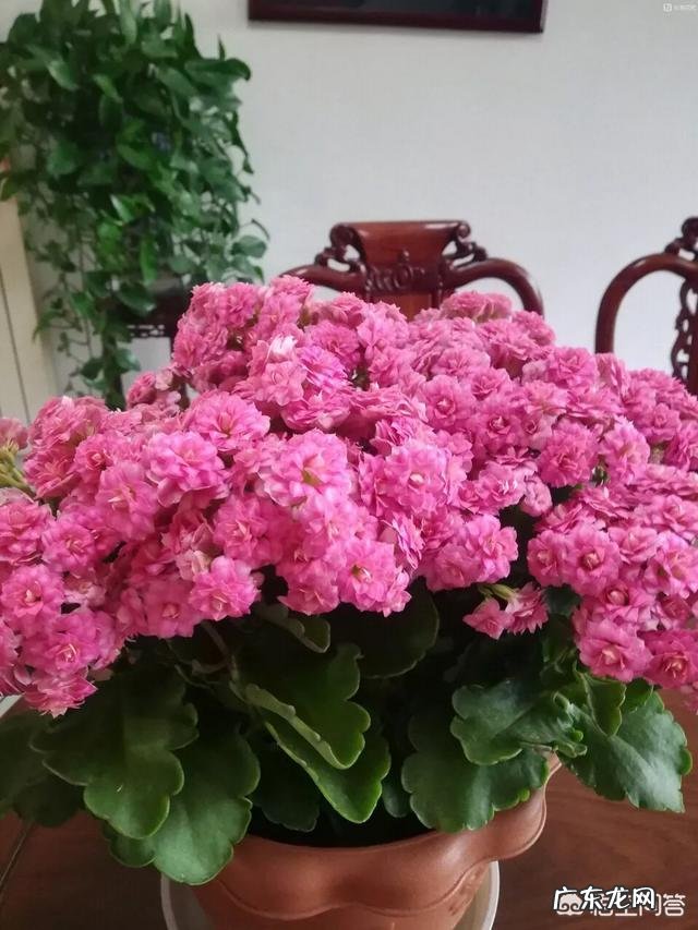 长寿花有毒吗,重瓣长寿花真能致癌吗?