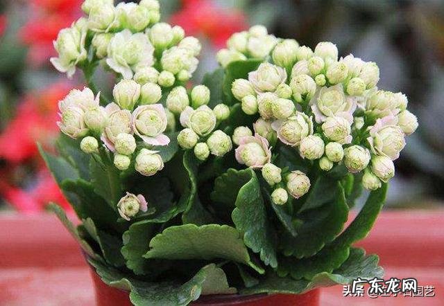 长寿花有毒吗，重瓣长寿花真能致癌吗？