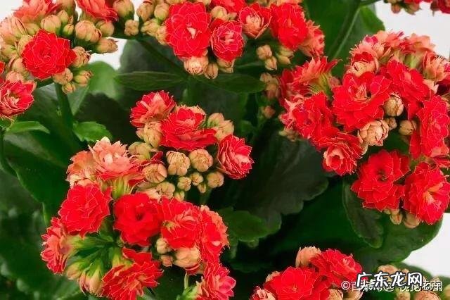 长寿花有毒吗，重瓣长寿花真能致癌吗？