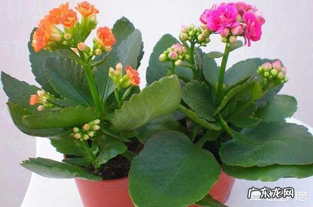 长寿花有毒吗，重瓣长寿花真能致癌吗？