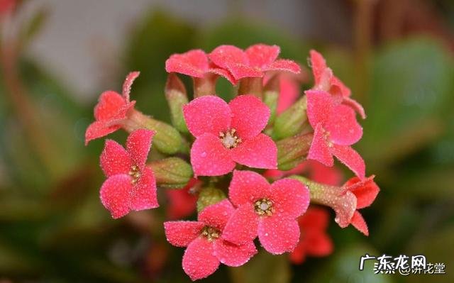 长寿花有毒吗,重瓣长寿花真能致癌吗?