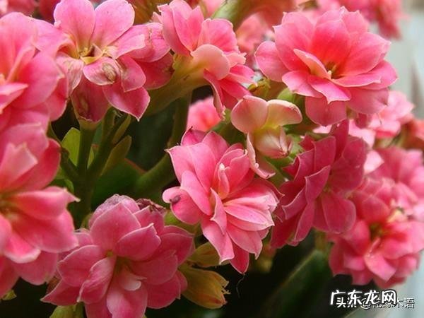 长寿花有毒吗，重瓣长寿花真能致癌吗？