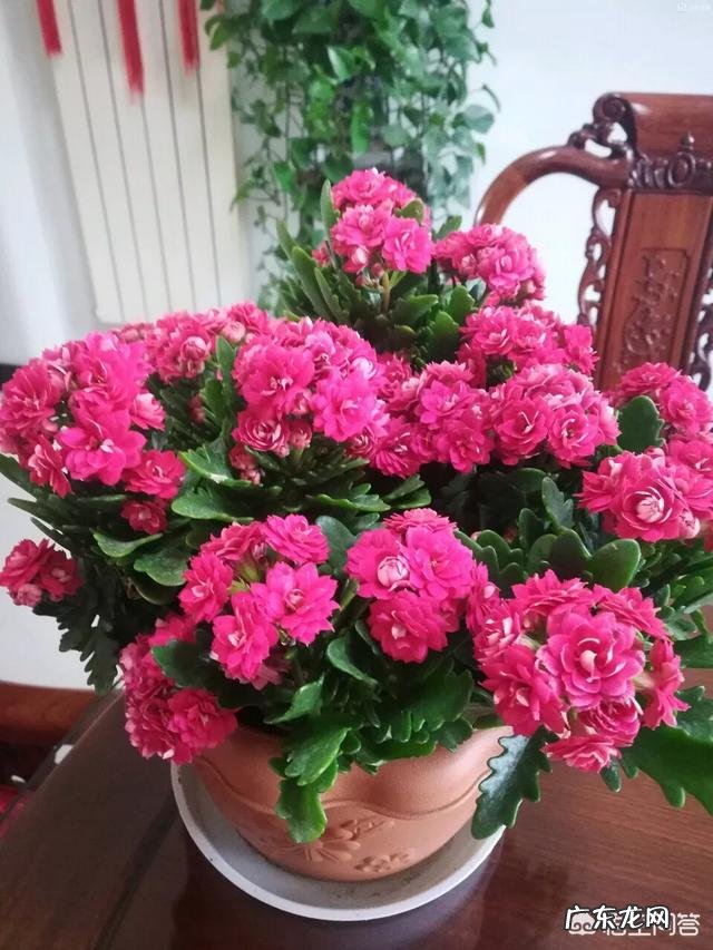 长寿花有毒吗,重瓣长寿花真能致癌吗?