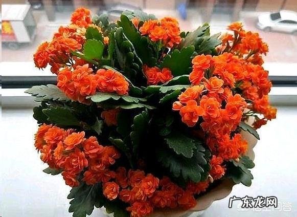 长寿花有毒吗,重瓣长寿花真能致癌吗?