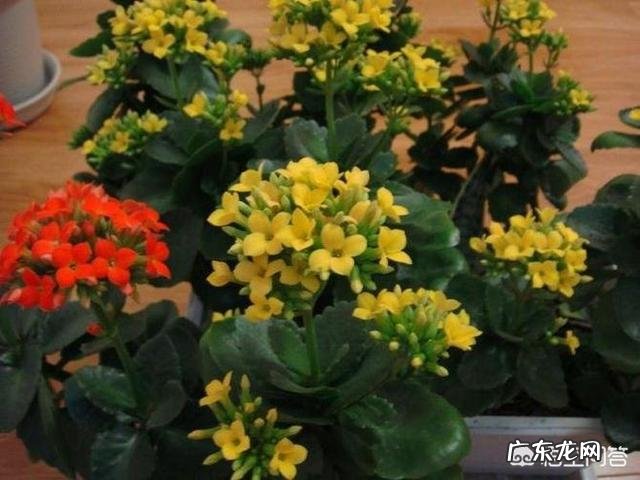 长寿花有毒吗，重瓣长寿花真能致癌吗？