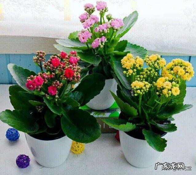 长寿花有毒吗，重瓣长寿花真能致癌吗？