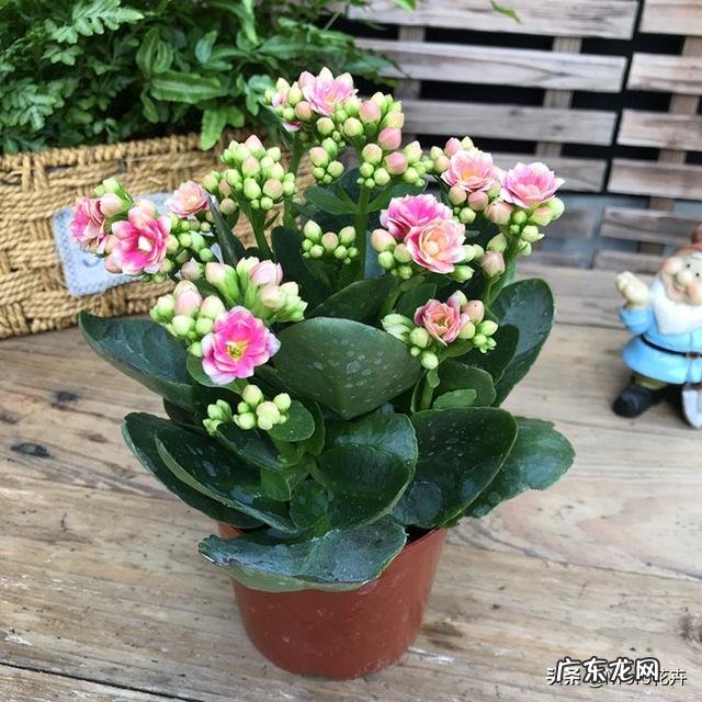 长寿花有毒吗,重瓣长寿花真能致癌吗?