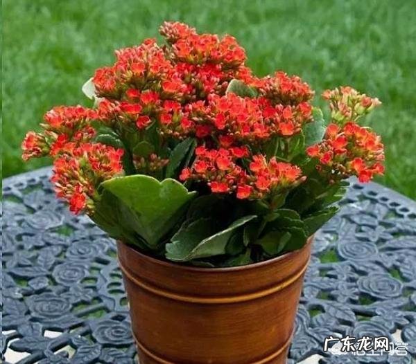 长寿花有毒吗,重瓣长寿花真能致癌吗?