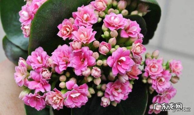 长寿花有毒吗,重瓣长寿花真能致癌吗?