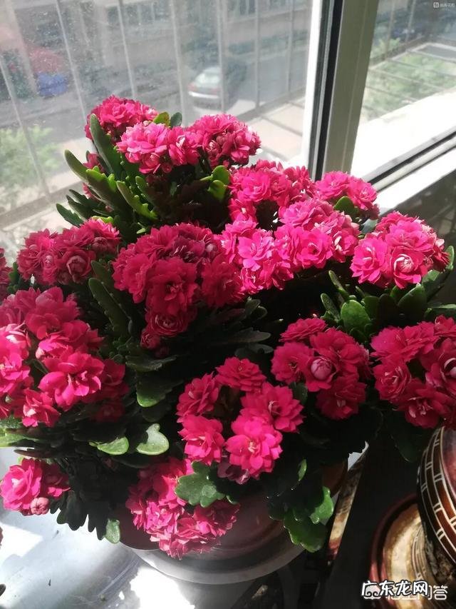 长寿花有毒吗,重瓣长寿花真能致癌吗?