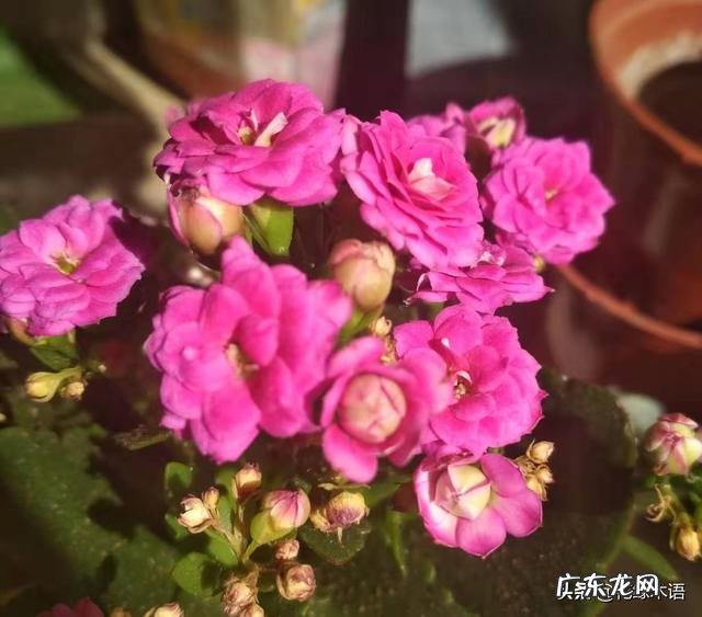 长寿花有毒吗,重瓣长寿花真能致癌吗?