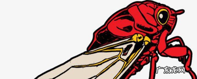 幼蝉的保存方法