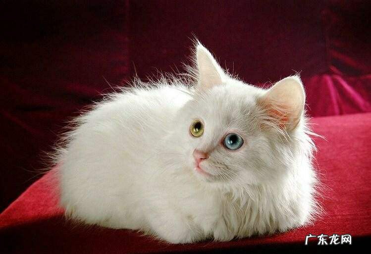 猫咪增肥的最快方法