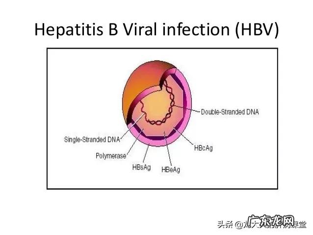 怎样预防乙肝、丙肝、甲肝?