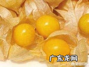 农村有种叫做“灯笼果”的植物有什么作用?现在价格高可以人工种植吗?