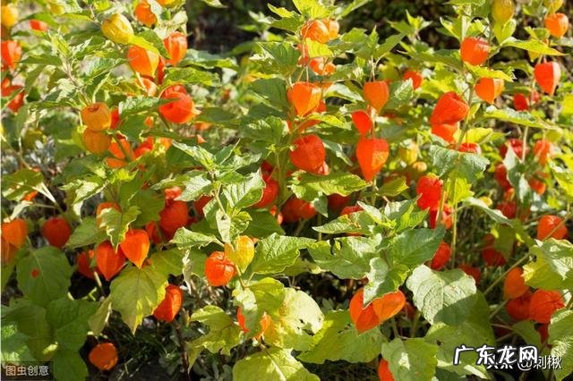 农村有种叫做“灯笼果”的植物有什么作用?现在价格高可以人工种植吗?