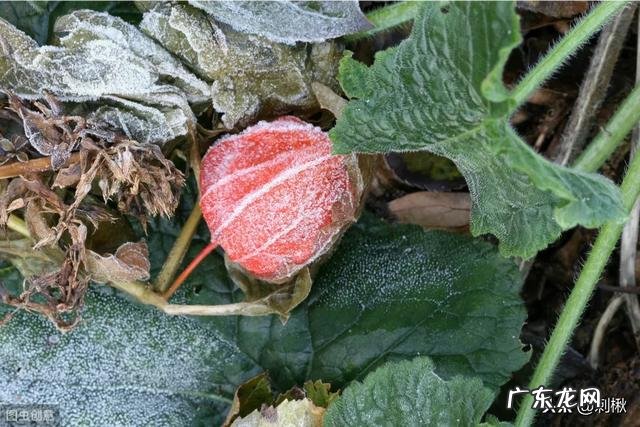 农村有种叫做“灯笼果”的植物有什么作用?现在价格高可以人工种植吗?