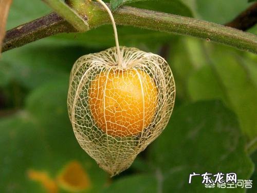 农村有种叫做“灯笼果”的植物有什么作用?现在价格高可以人工种植吗?