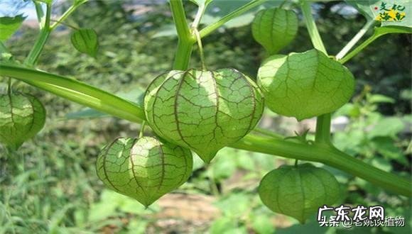 农村有种叫做“灯笼果”的植物有什么作用?现在价格高可以人工种植吗?