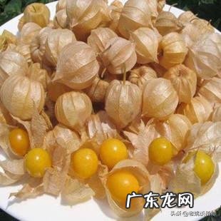 农村有种叫做“灯笼果”的植物有什么作用?现在价格高可以人工种植吗?
