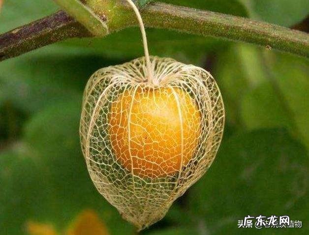 农村有种叫做“灯笼果”的植物有什么作用?现在价格高可以人工种植吗?