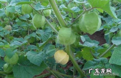 农村有种叫做“灯笼果”的植物有什么作用?现在价格高可以人工种植吗?