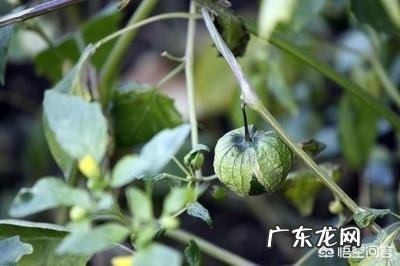 农村有种叫做“灯笼果”的植物有什么作用?现在价格高可以人工种植吗?
