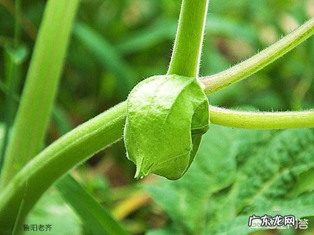 农村有种叫做“灯笼果”的植物有什么作用?现在价格高可以人工种植吗?