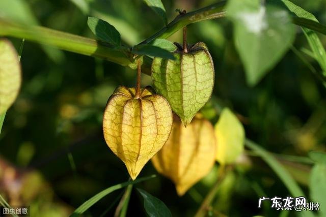 农村有种叫做“灯笼果”的植物有什么作用?现在价格高可以人工种植吗?