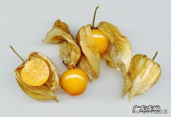 农村有种叫做“灯笼果”的植物有什么作用?现在价格高可以人工种植吗?