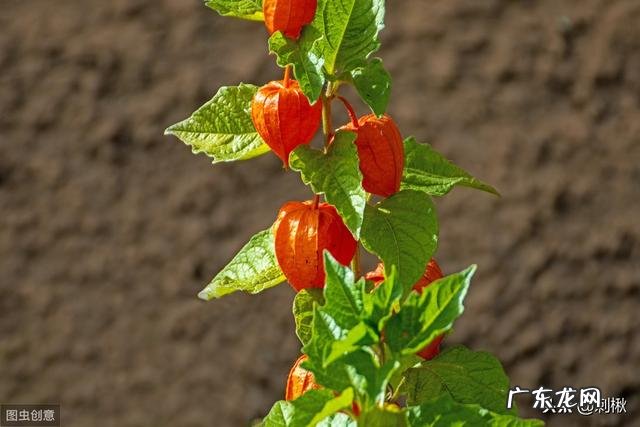 农村有种叫做“灯笼果”的植物有什么作用?现在价格高可以人工种植吗?