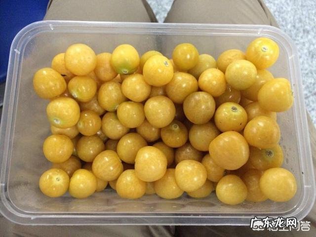 农村有种叫做“灯笼果”的植物有什么作用?现在价格高可以人工种植吗?