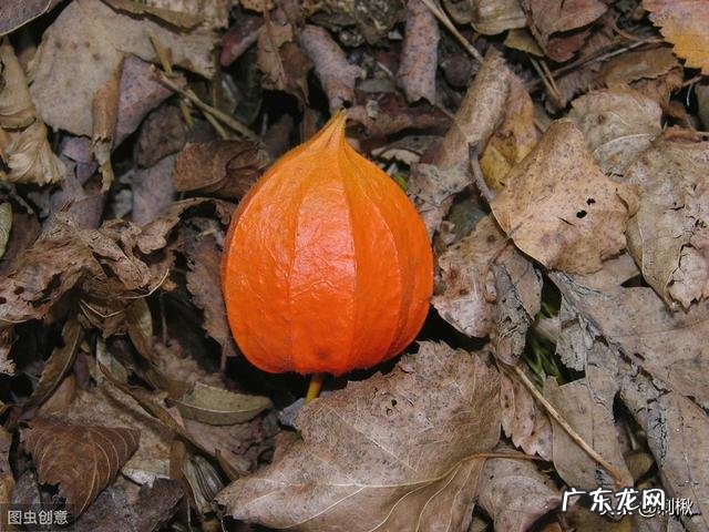 农村有种叫做“灯笼果”的植物有什么作用?现在价格高可以人工种植吗?