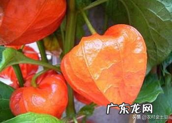 农村有种叫做“灯笼果”的植物有什么作用?现在价格高可以人工种植吗?