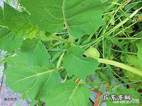 农村有种叫做“灯笼果”的植物有什么作用?现在价格高可以人工种植吗?