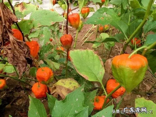 农村有种叫做“灯笼果”的植物有什么作用?现在价格高可以人工种植吗?