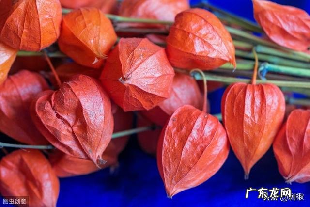 农村有种叫做“灯笼果”的植物有什么作用?现在价格高可以人工种植吗?