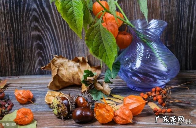 农村有种叫做“灯笼果”的植物有什么作用?现在价格高可以人工种植吗?