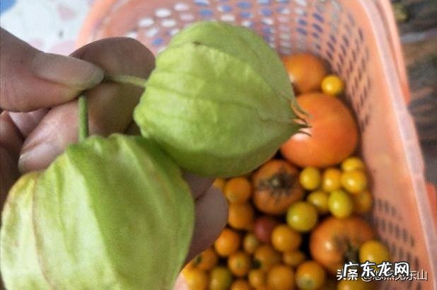 农村有种叫做“灯笼果”的植物有什么作用?现在价格高可以人工种植吗?